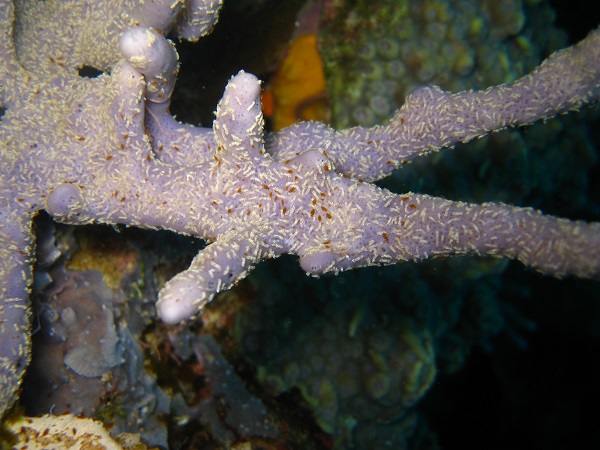 studenti biologia marina studiano la salute dei reef