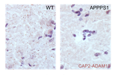Peptidi inibitori dell'endocitosi di ADAM10 e relativi usi nel trattamento della malattia di Alzheimer